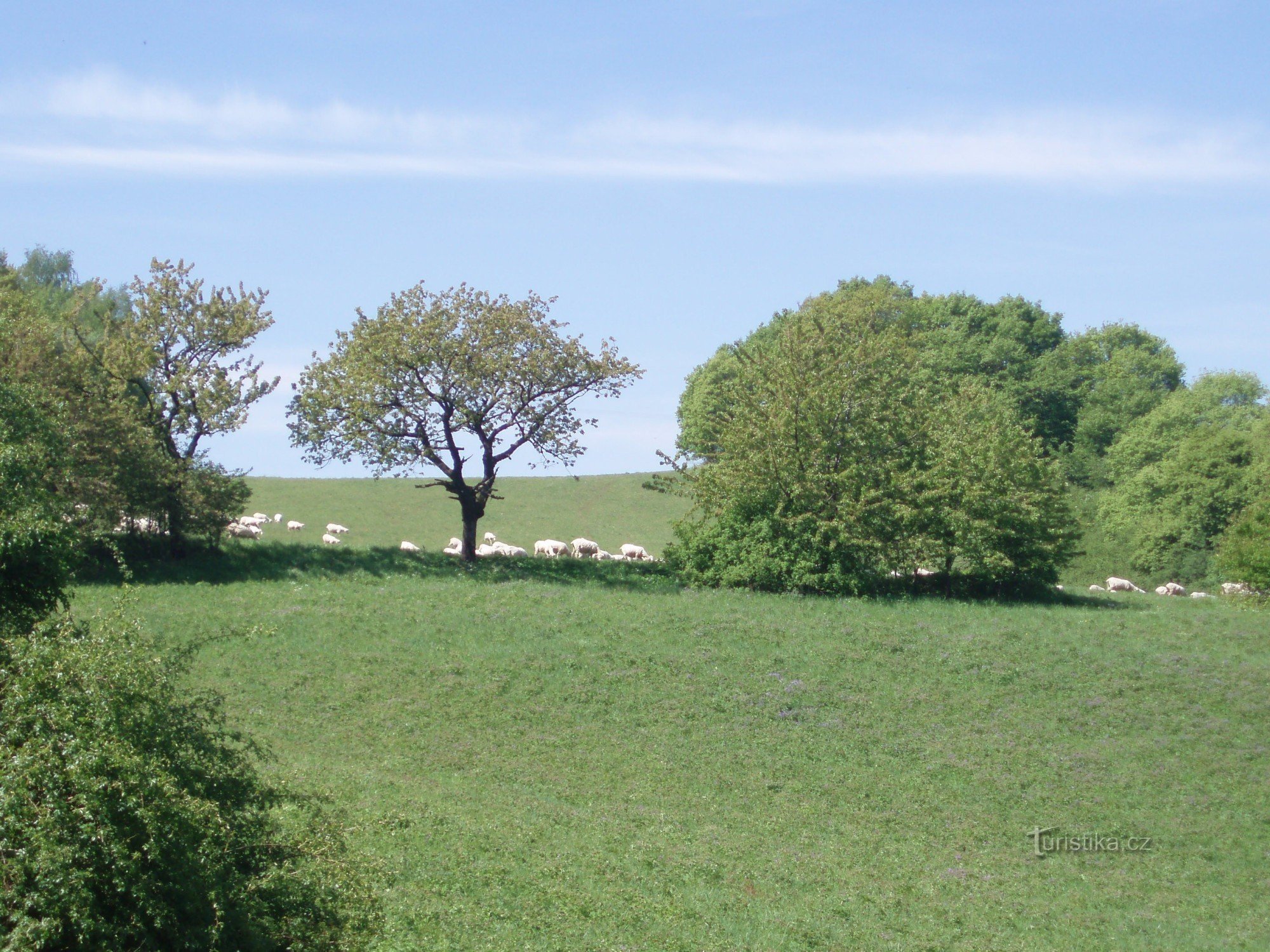 rebanho de ovelhas