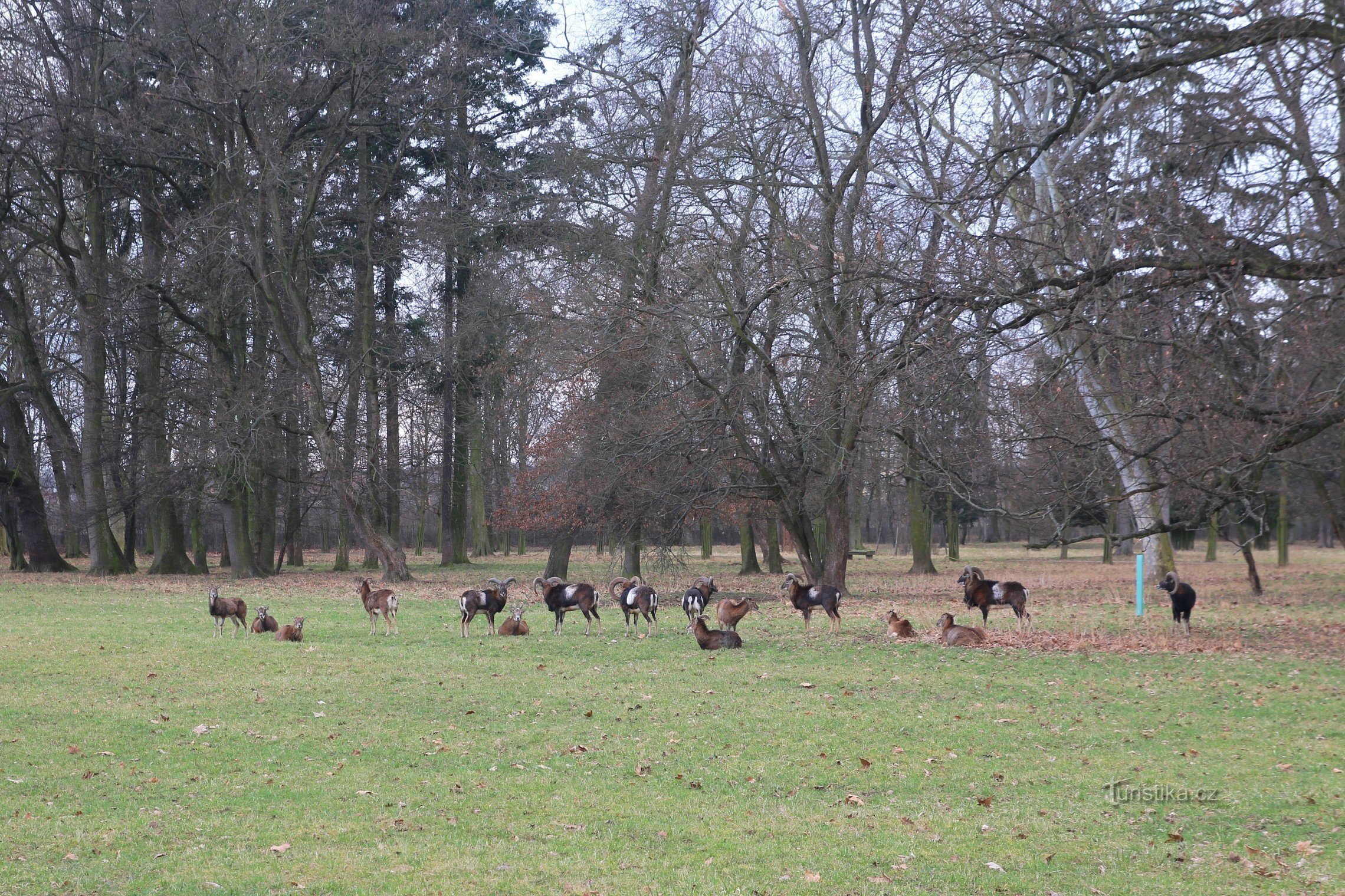 Herd of game in the castle park