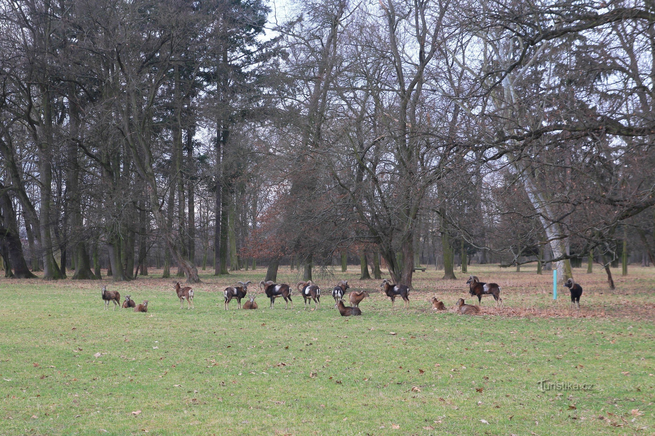 Troupeau de gibier dans le parc du château