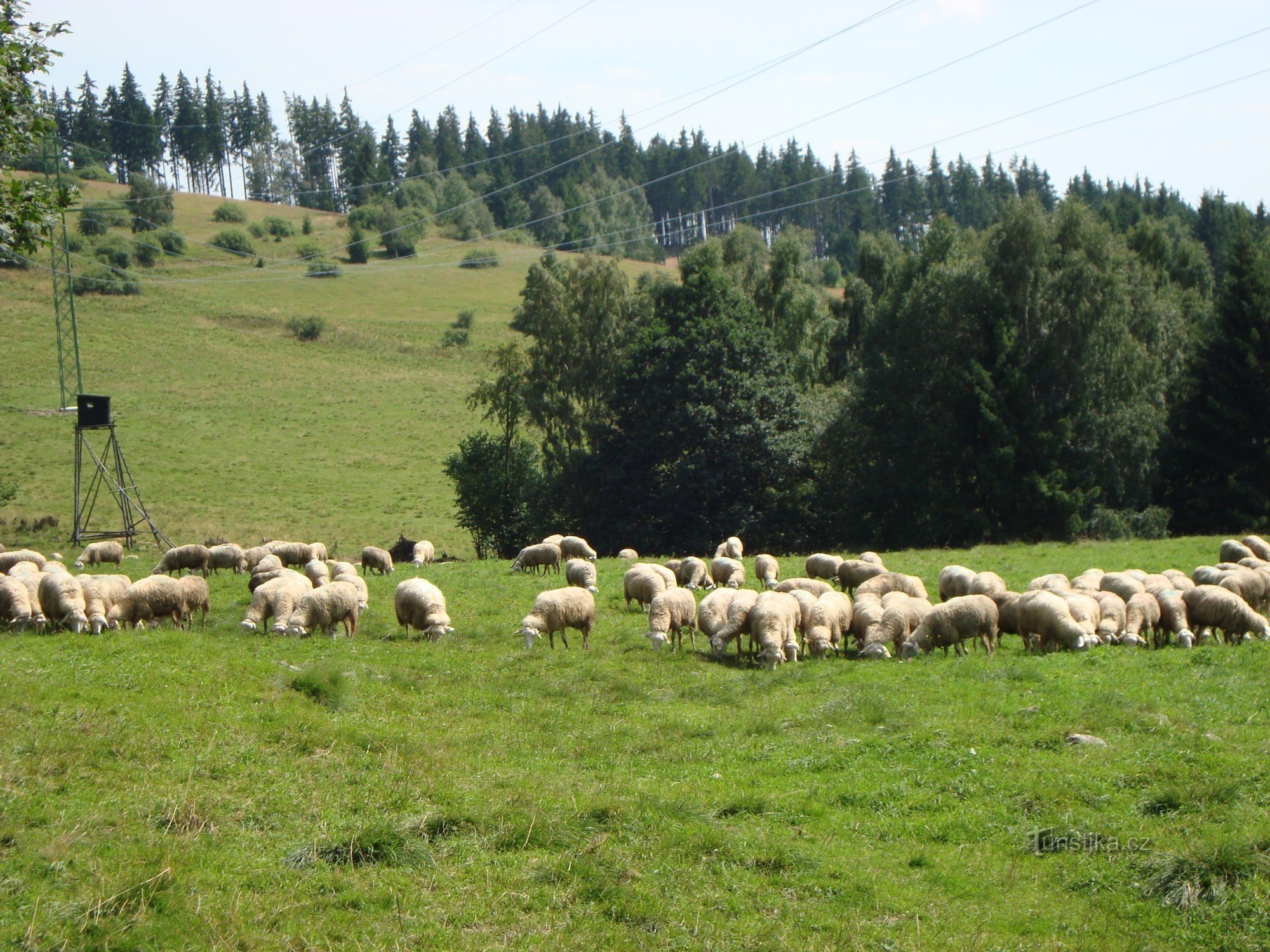Encore des moutons