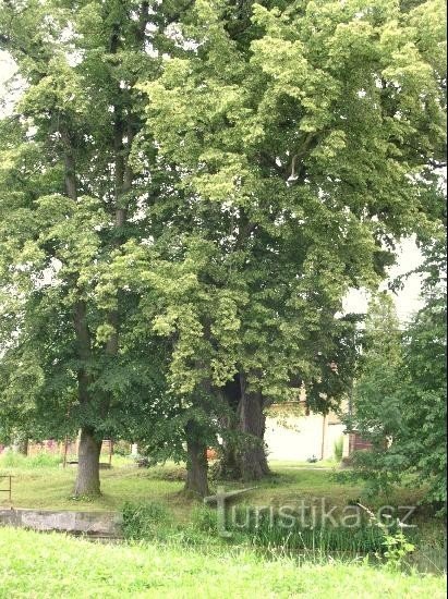 århundrede gamle lindetræer