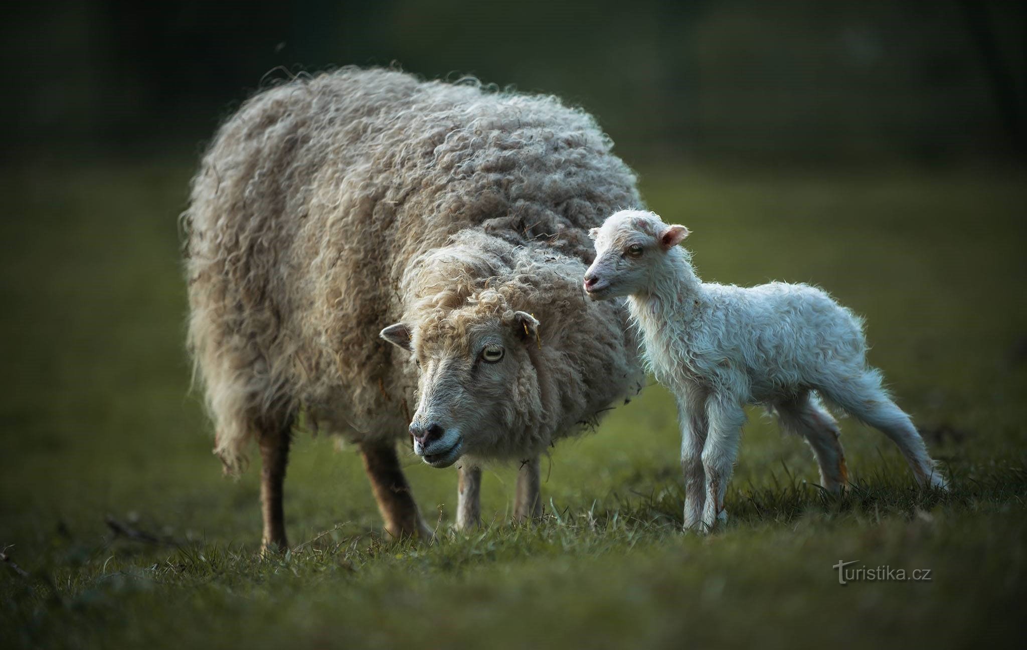 Faites partie de la naissance