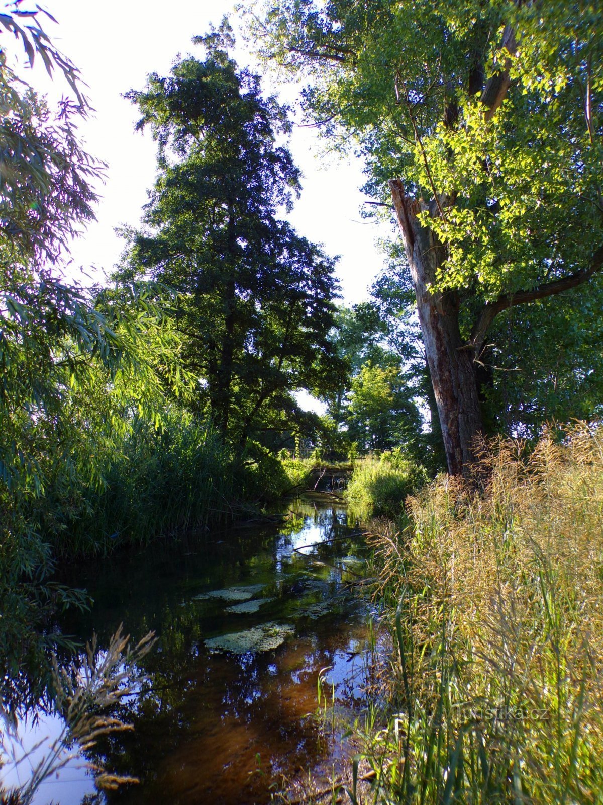 Stará Bystřice (Kratonohy, 17.7.2022)