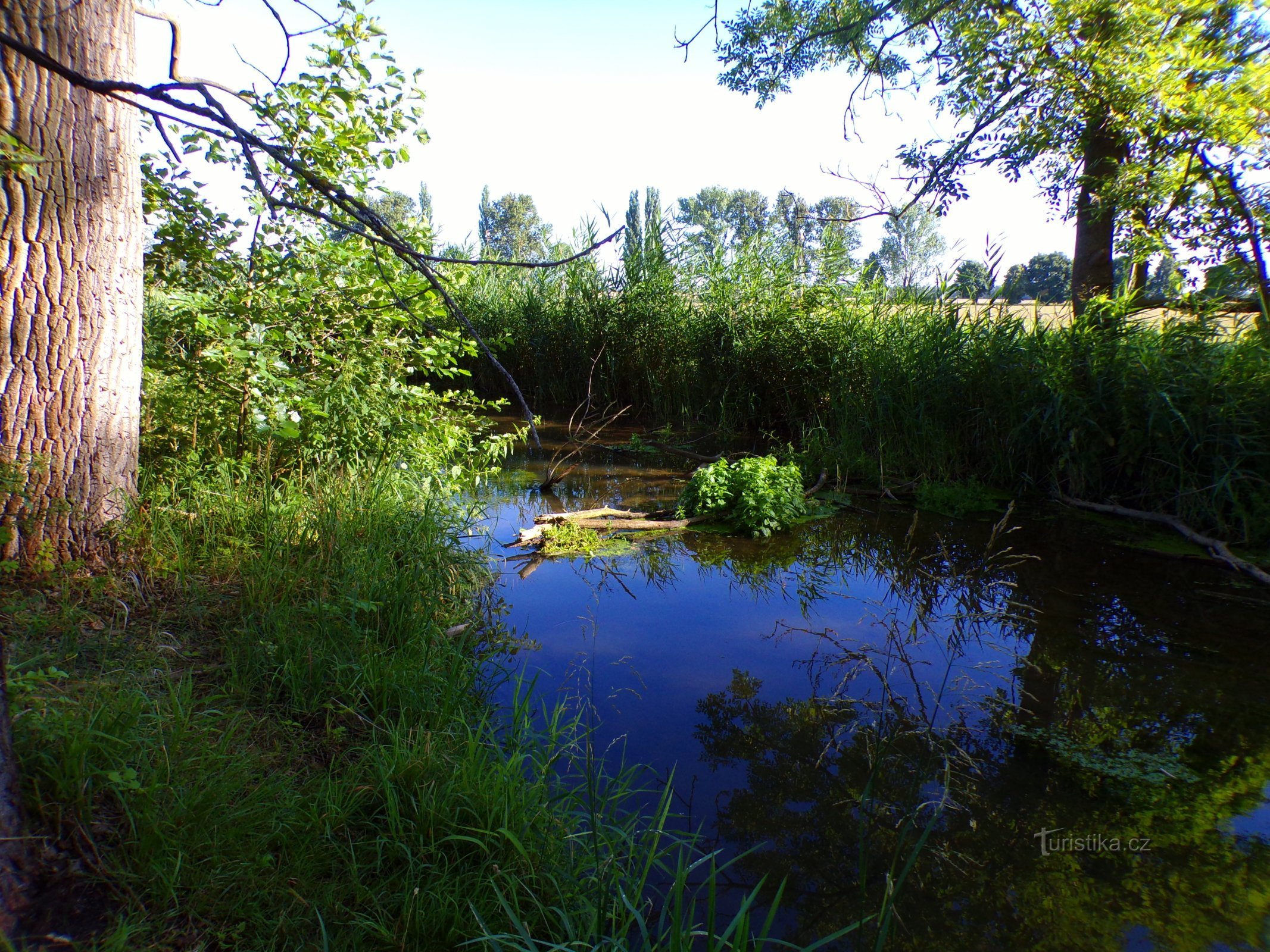 Стара Быстржице (Кратоноги, 17.7.2022)