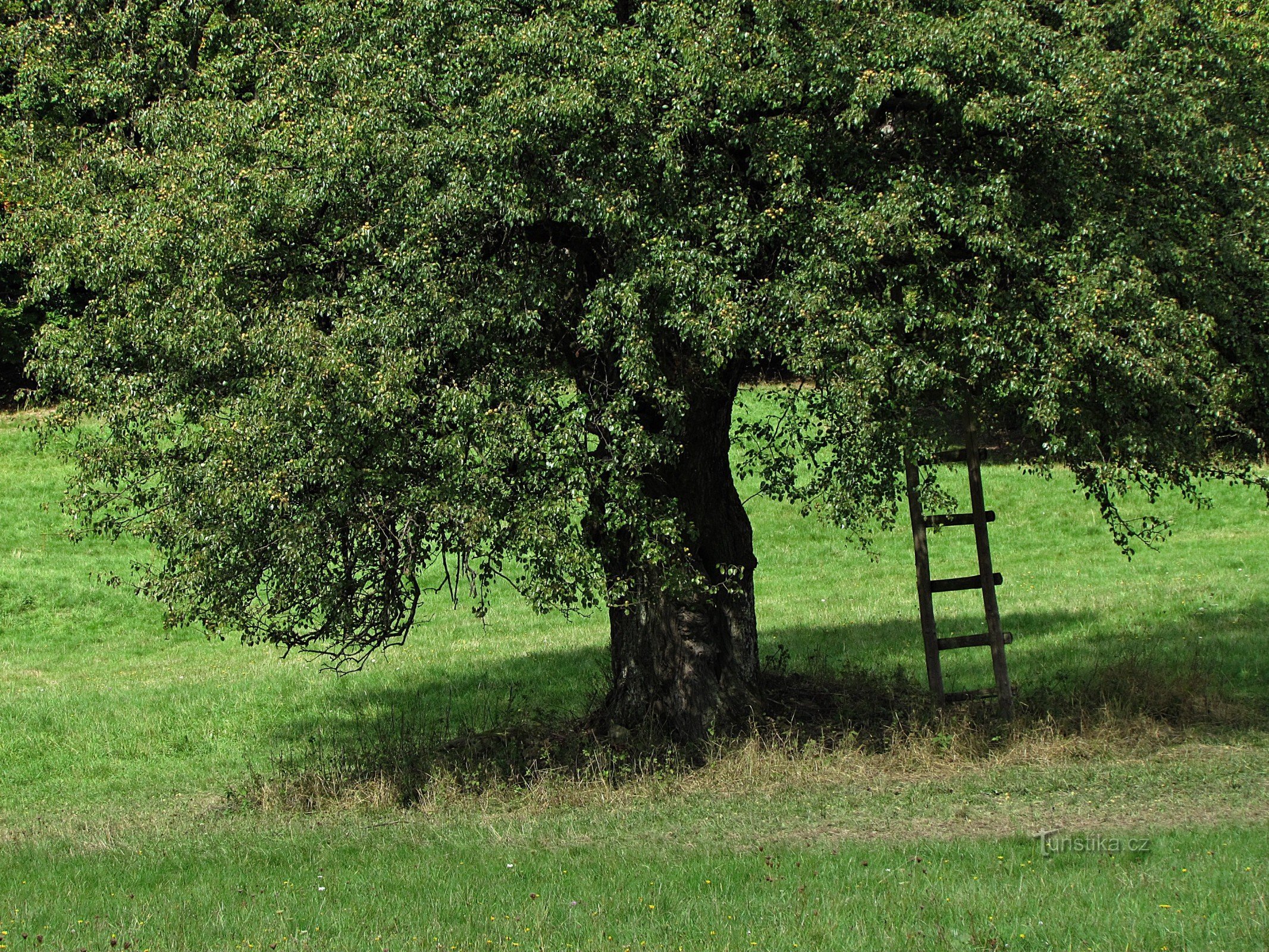 alter Birnbaum auf der Wiese unterhalb der Front Rocks