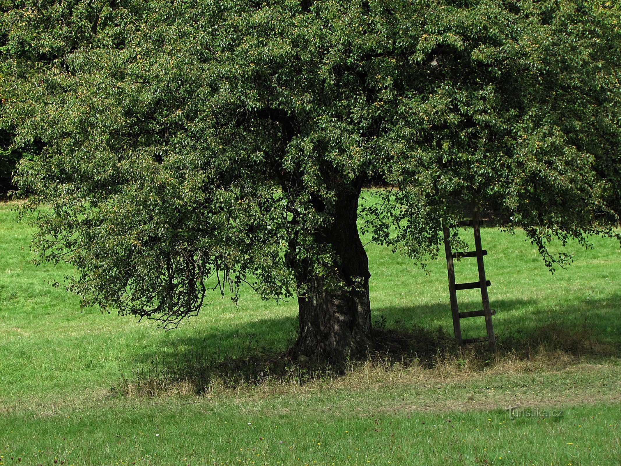 stara hruška na travniku pod Čelnimi skalami