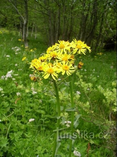 Senecio subalpinus