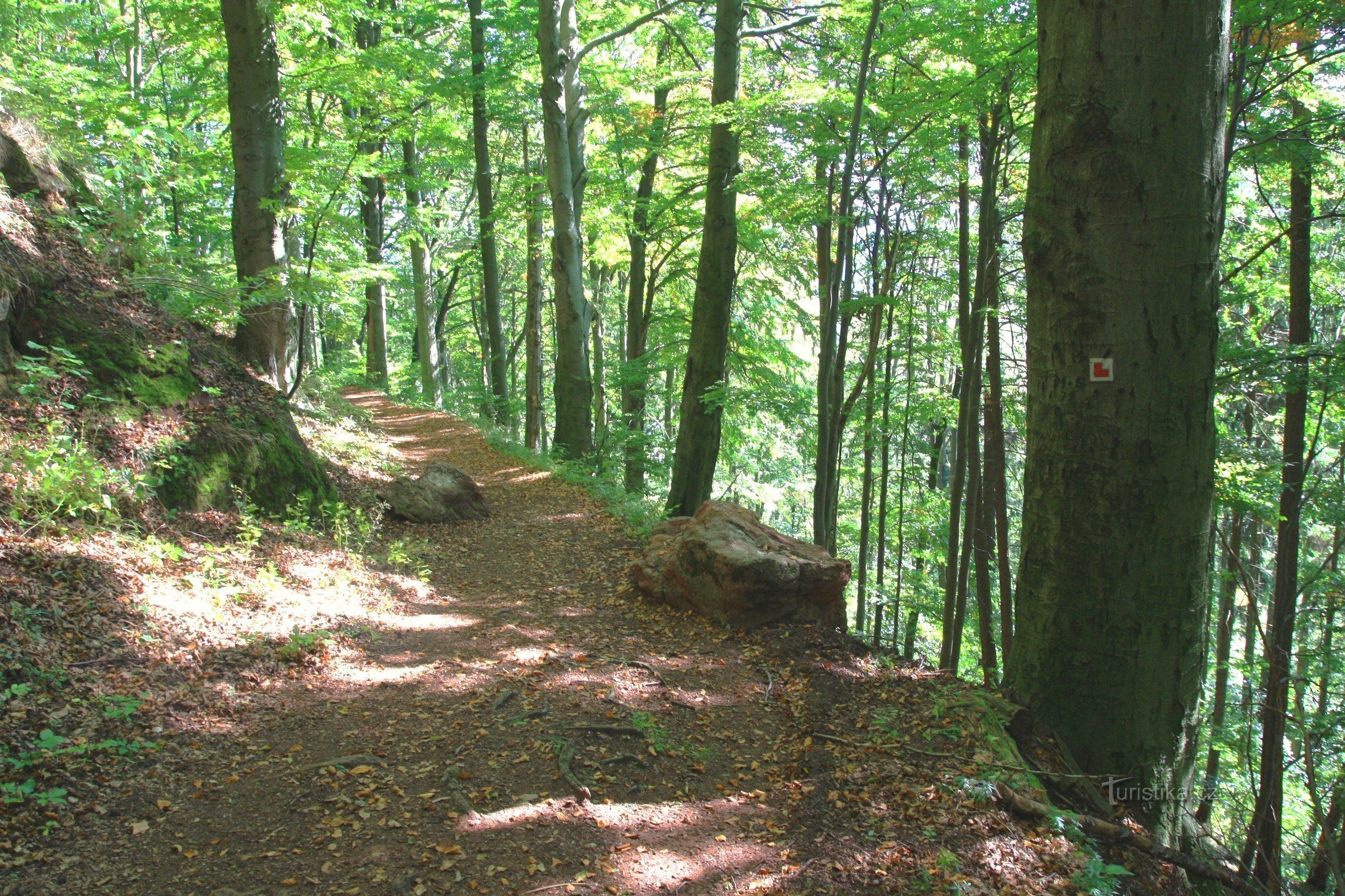 Vecchi faggi sulla strada per il castello