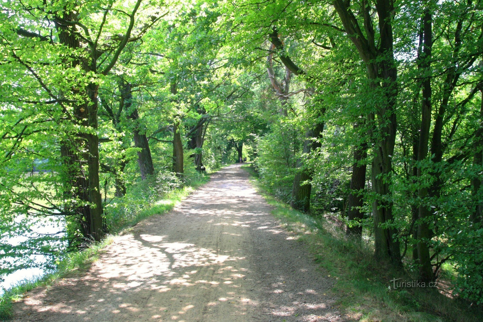 Old oak trees on the Budkovan embankment