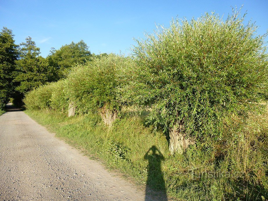 Oude bedwelmende wilgen