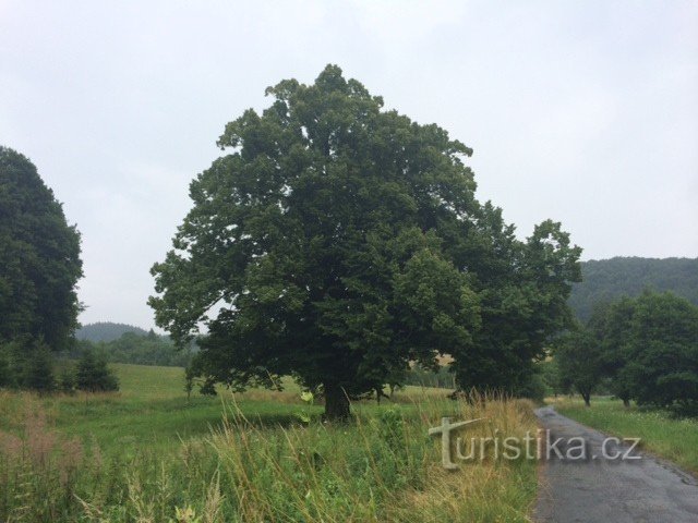 Staré Hutě - egy emlékezetes hársfa