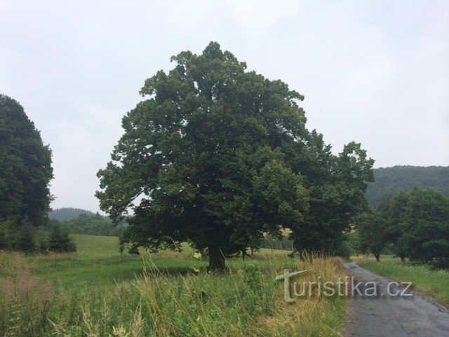 Staré Hutě - een gedenkwaardige lindeboom