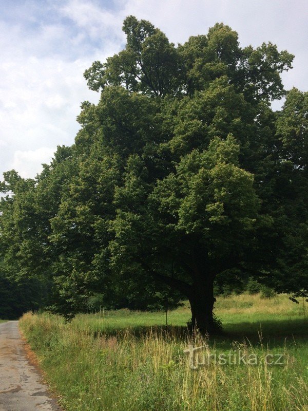 Staré Hutě - et mindeværdigt lindetræ