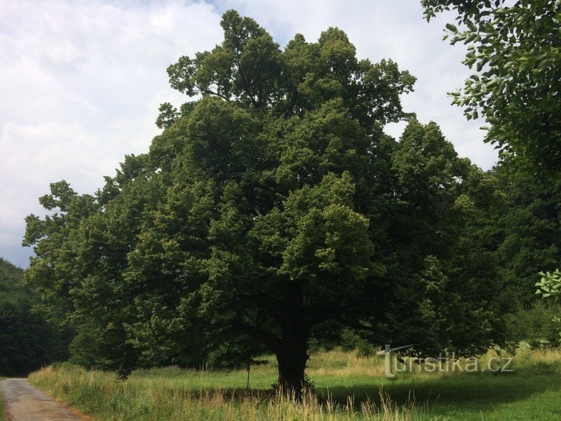 Staré Hutě - een gedenkwaardige lindeboom