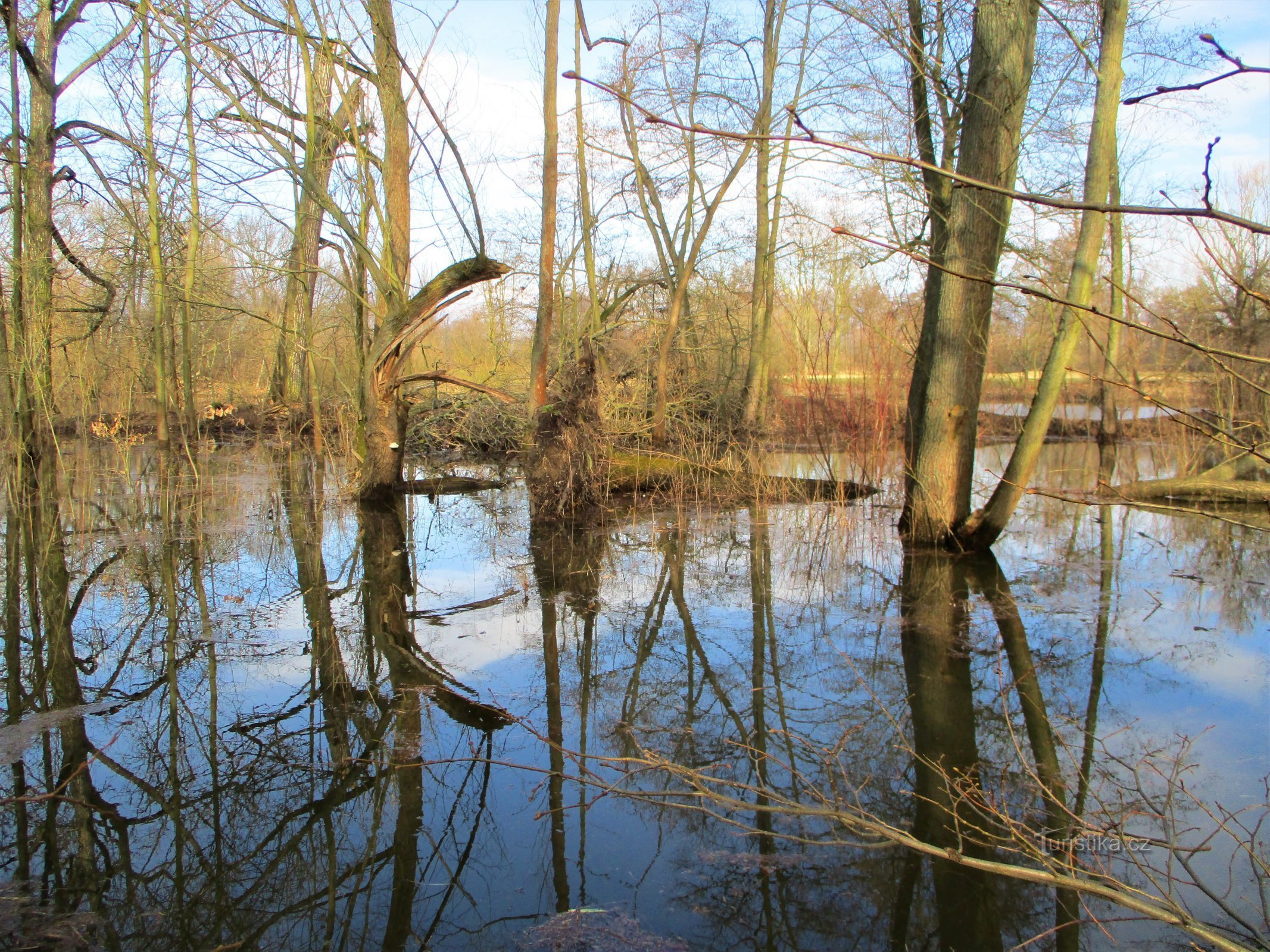 Staré Labe en Třebš (Hradec Králové, 28.2.2020 de marzo de XNUMX)