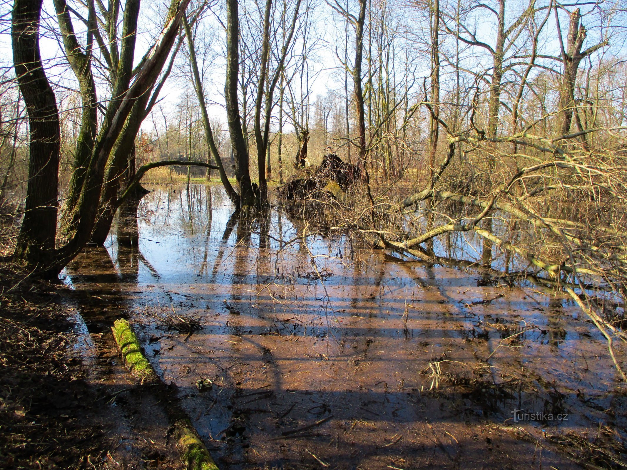 Staré Labe in Třebš (Hradec Králové, 8.3.2020 maart XNUMX)