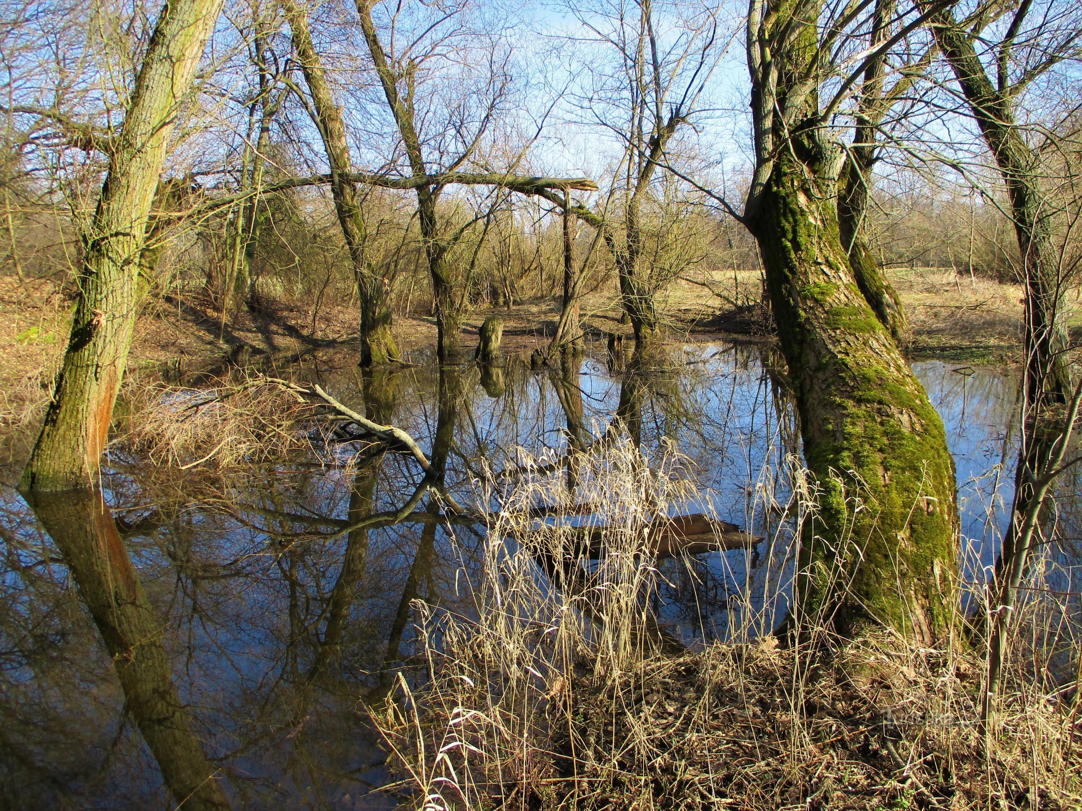 Staré Labe in Třebš (Hradec Králové, March 8.3.2020, XNUMX)