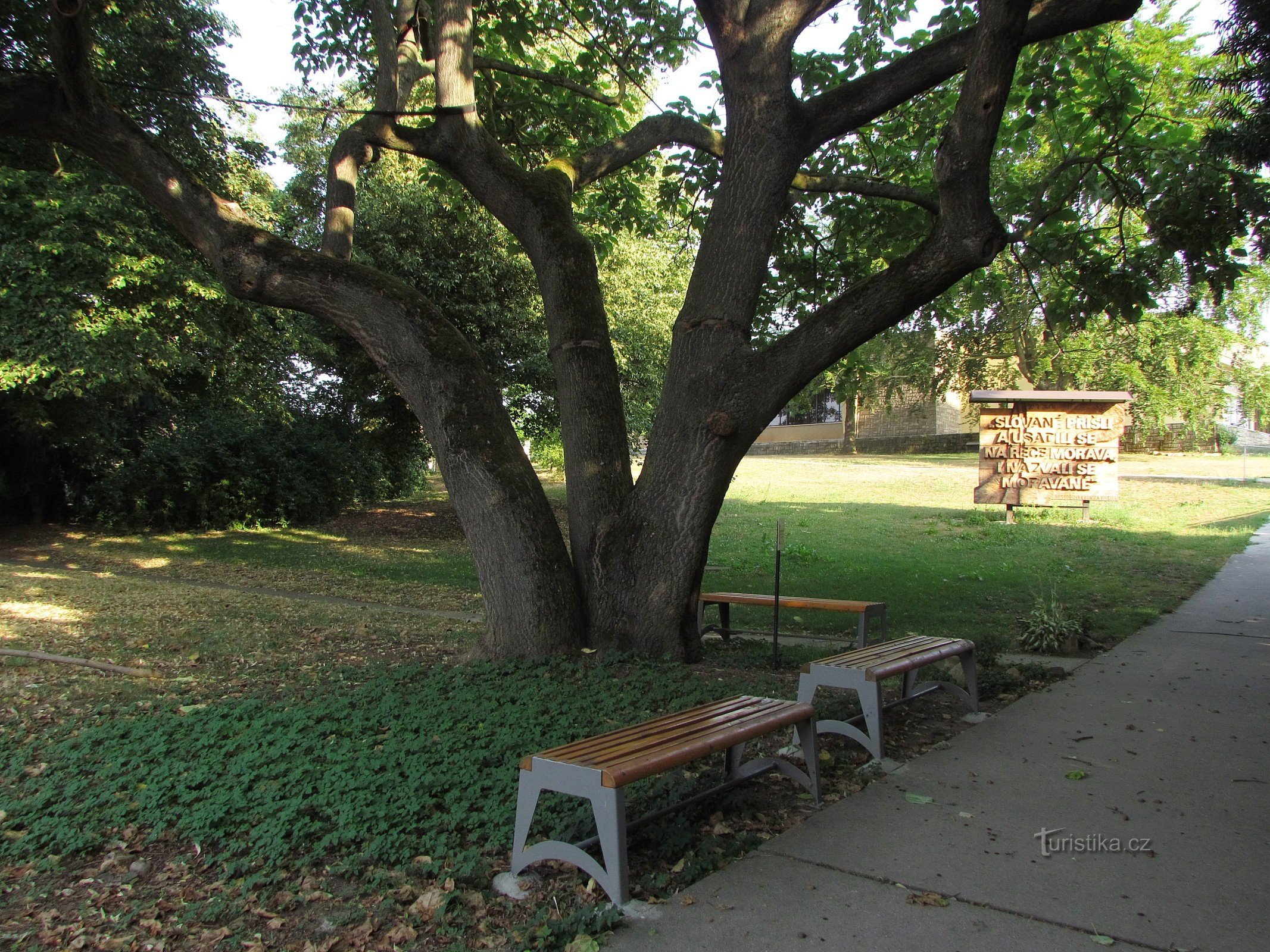 Old Town - Imperial Chinese Tree