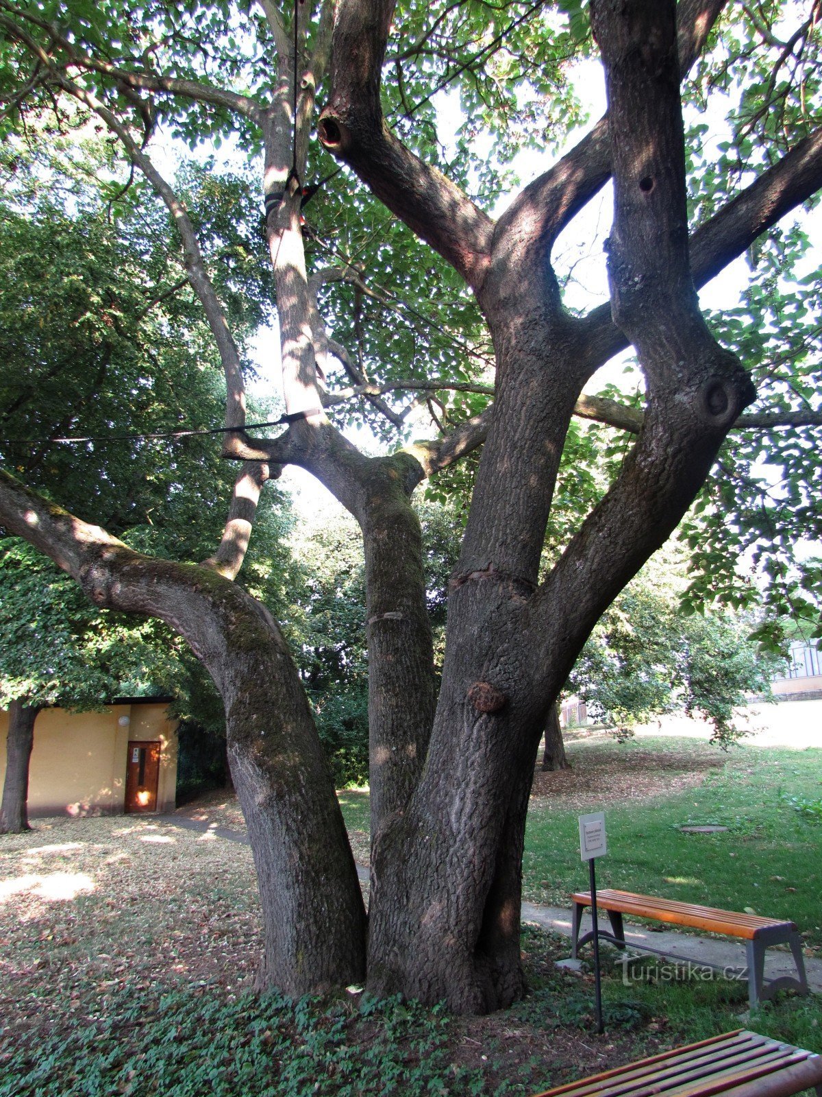 Altstadt - kaiserlicher chinesischer Baum