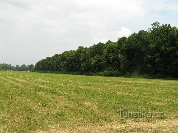 Old pond dikes: view from the meadows by the Odra river