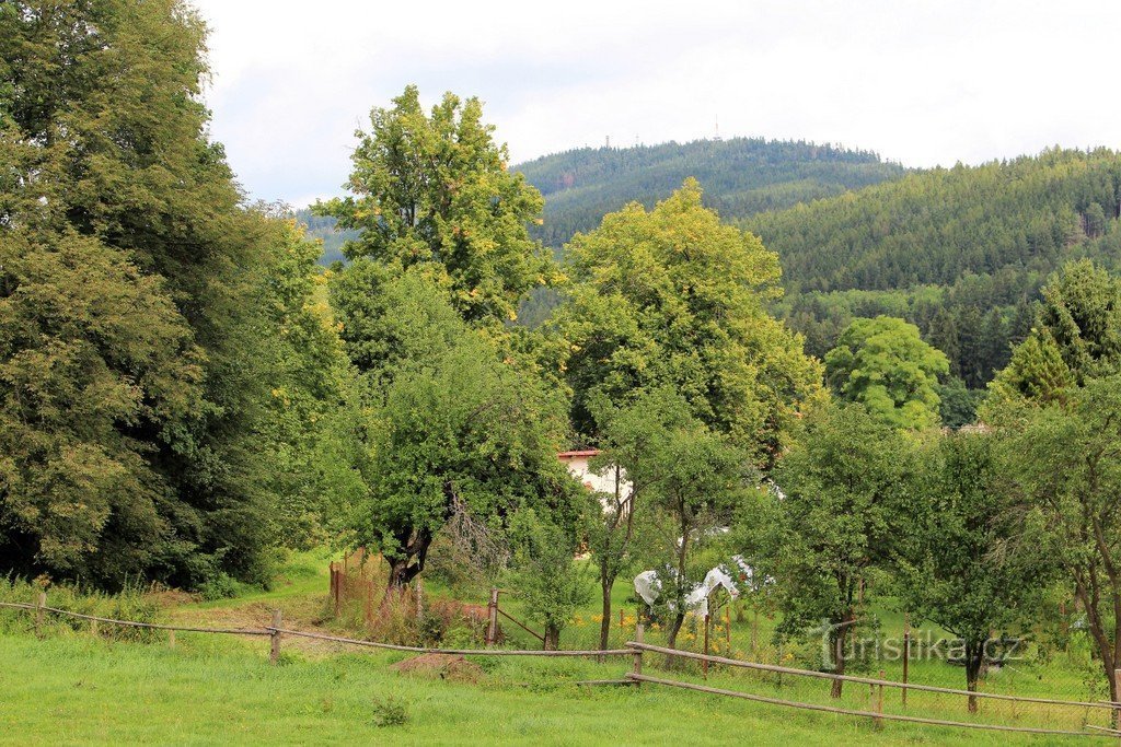 Staré Volšovy, memorable linden trees