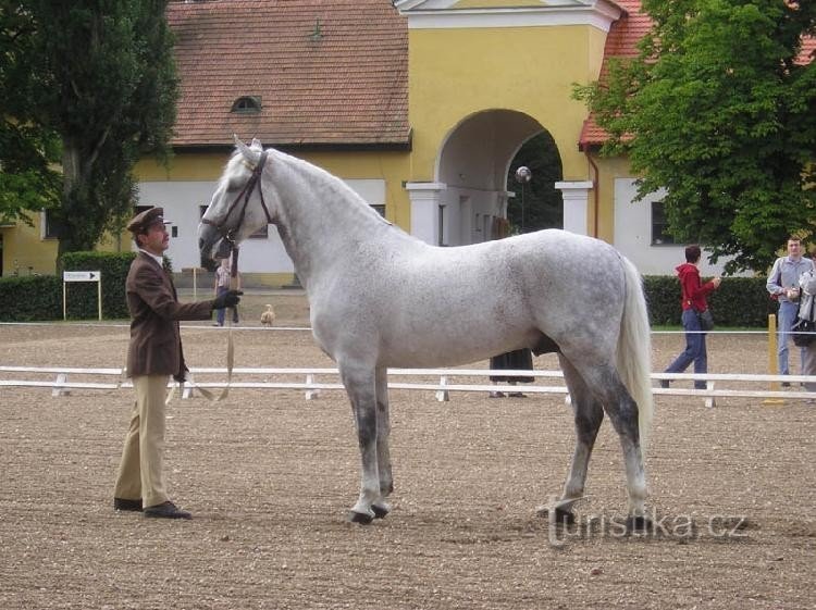 Starokladrubsk hombre blanco