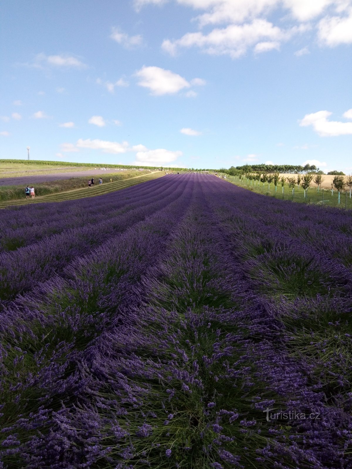 Starovičky - campo di lavanda