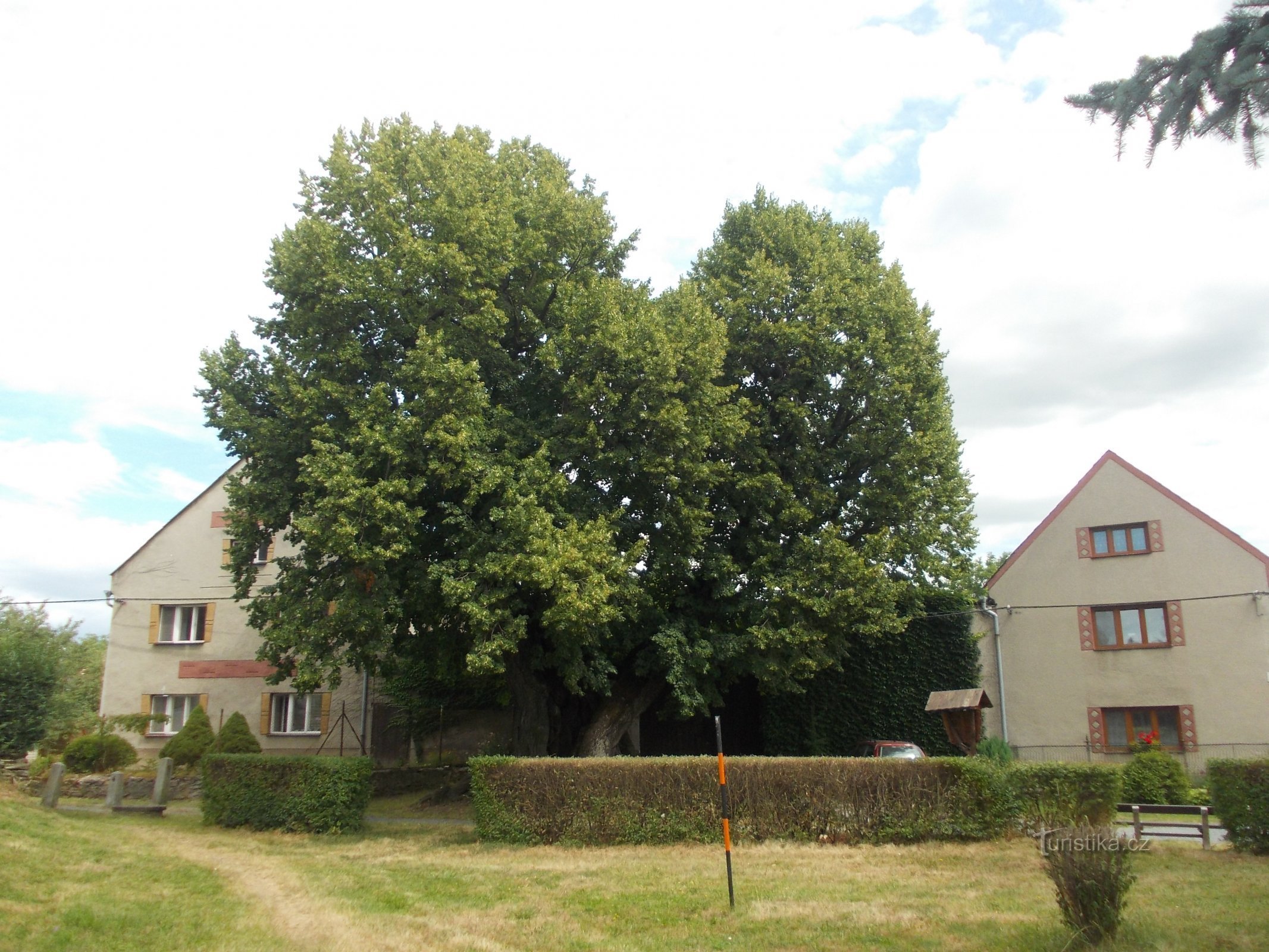 een oude lindeboom tussen twee huizen