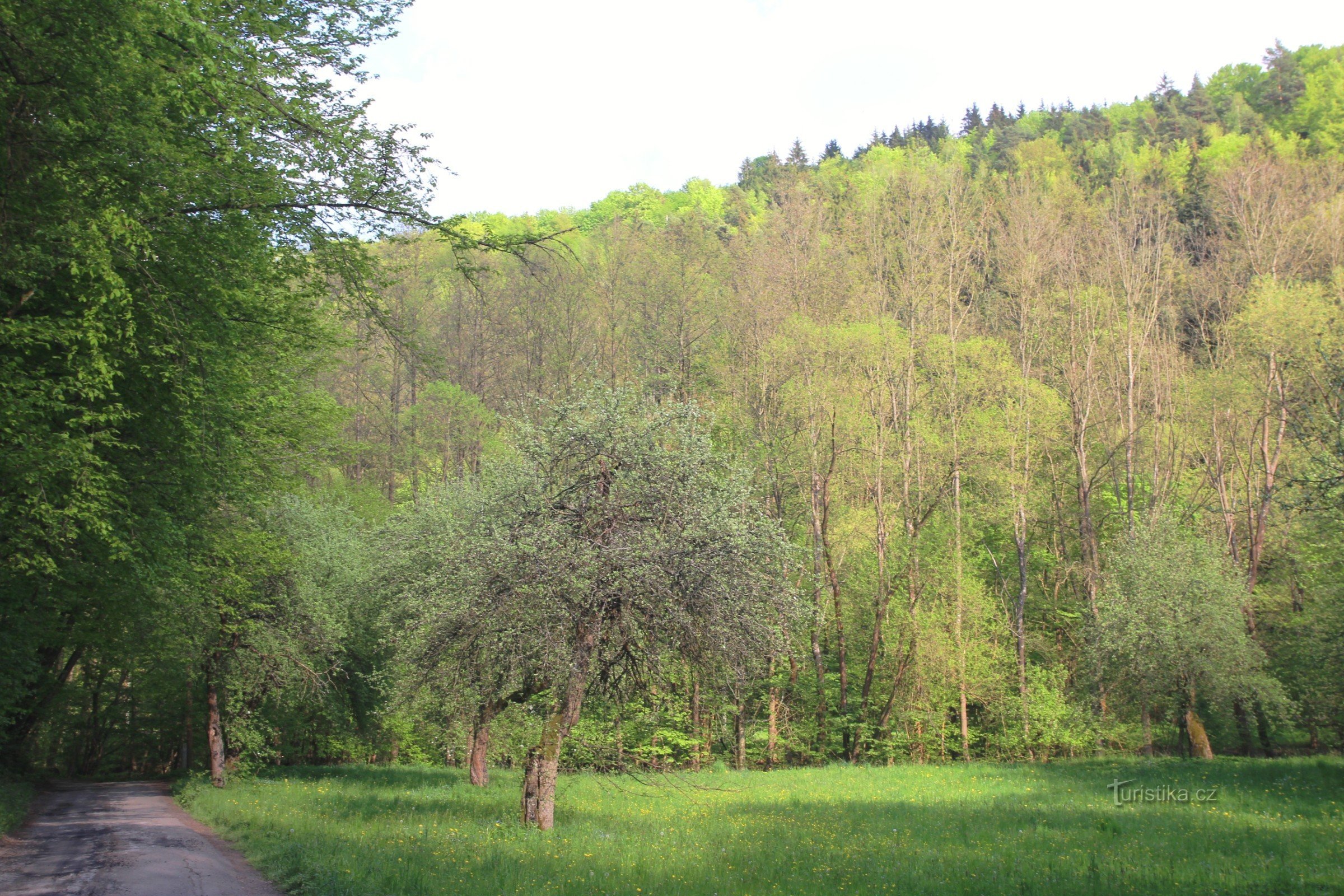 Old orchard near Falcov