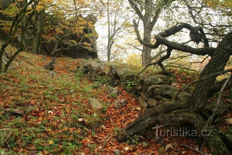 Starý Žeberk: ruinerna av Starý Žeberk i Jezerka-reservatet