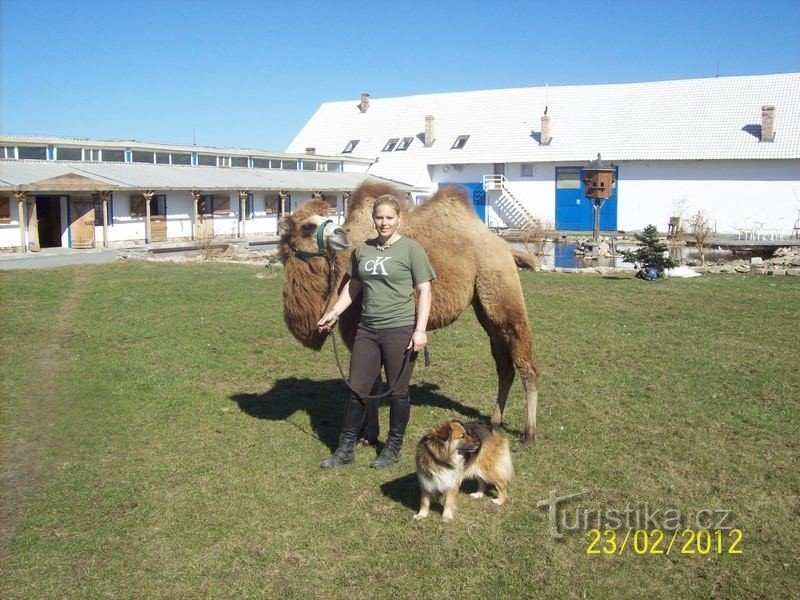 Trang trại Starý Kolín - người đẹp và lạc đà