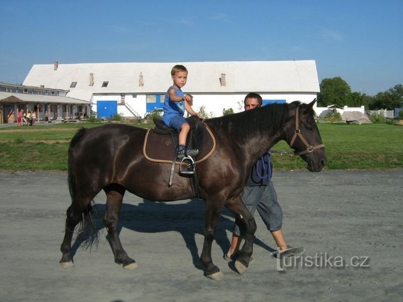 Хутір Старий Колін на конях