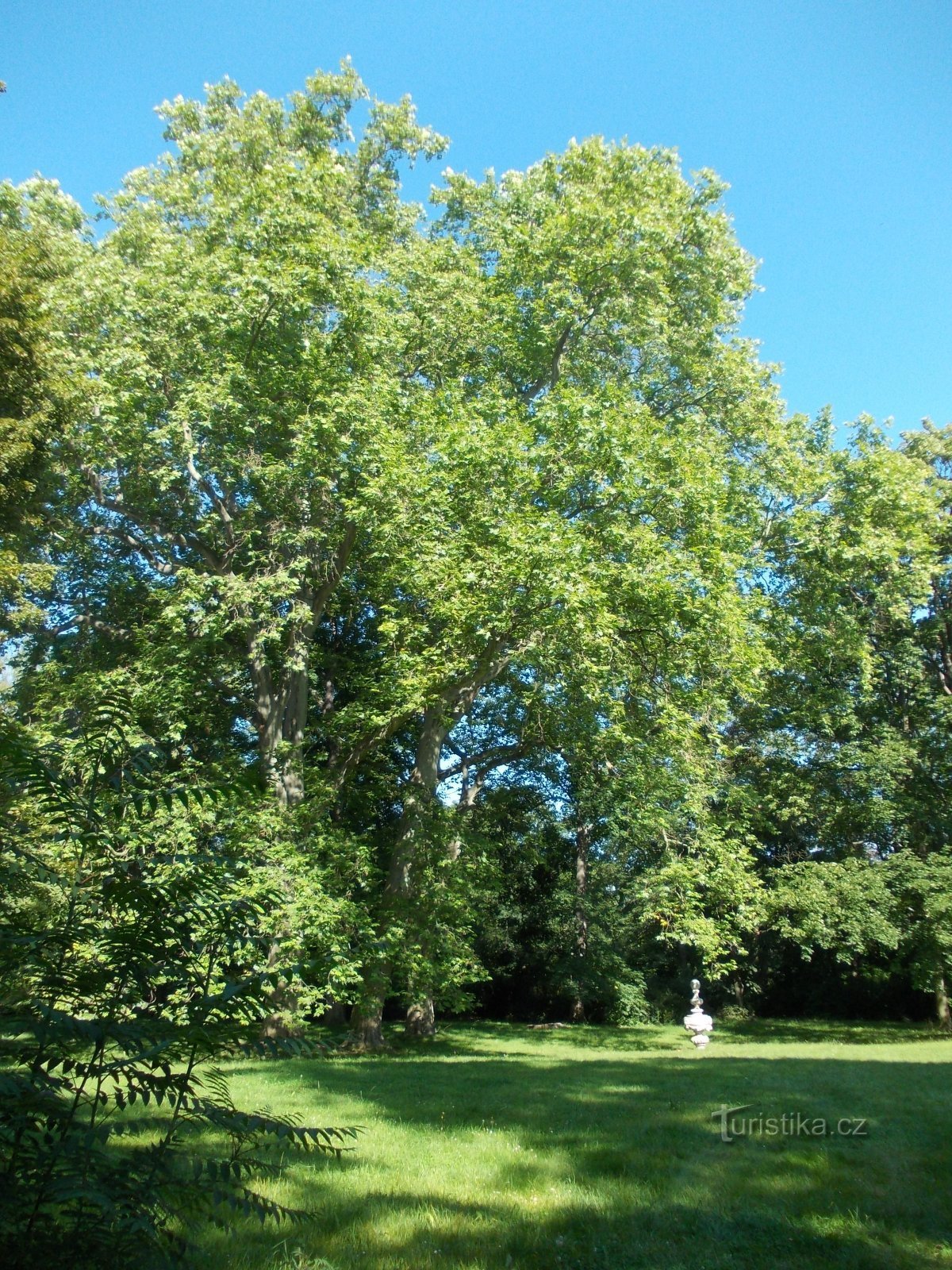 stout trees