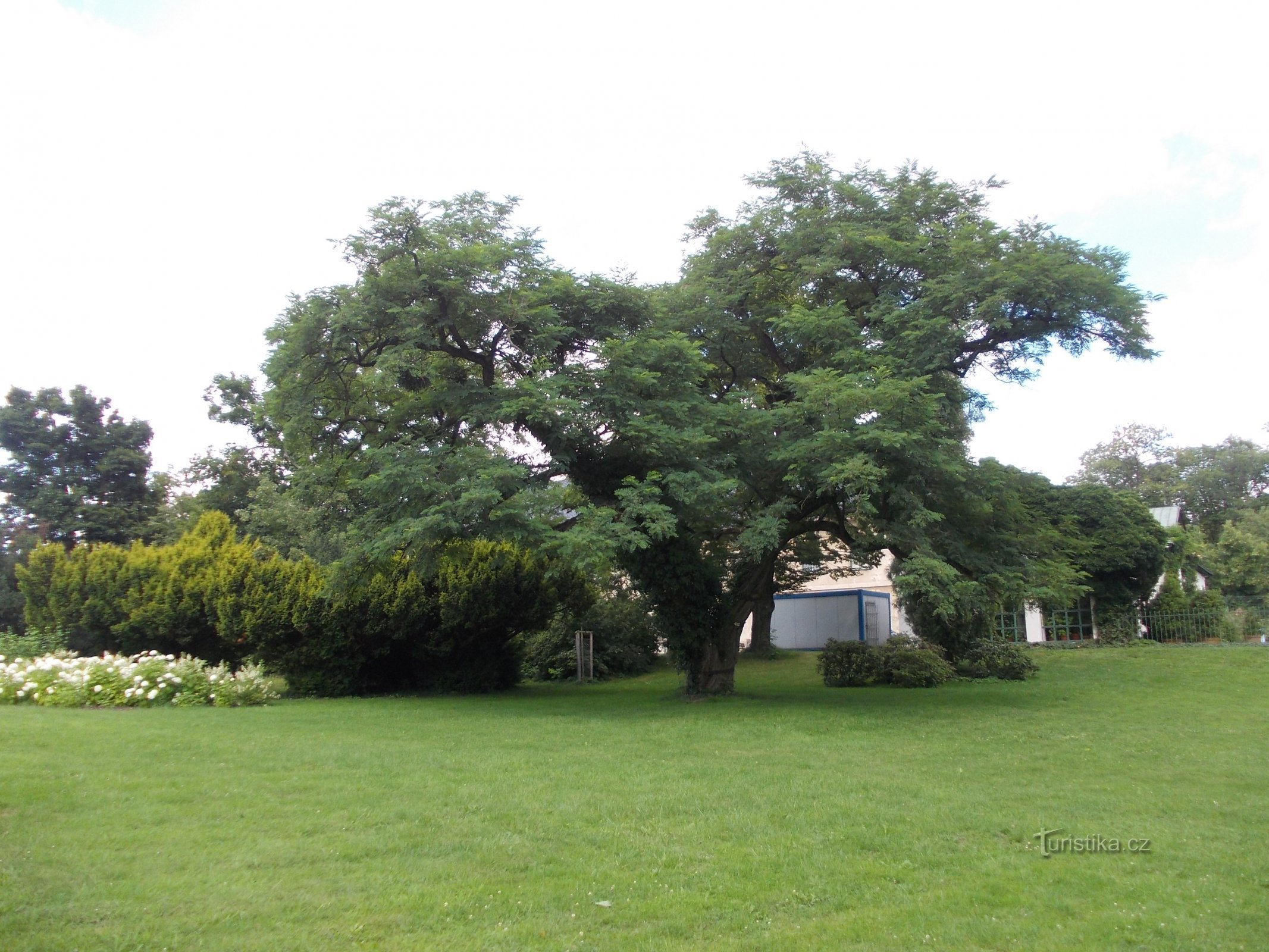 a stout tree