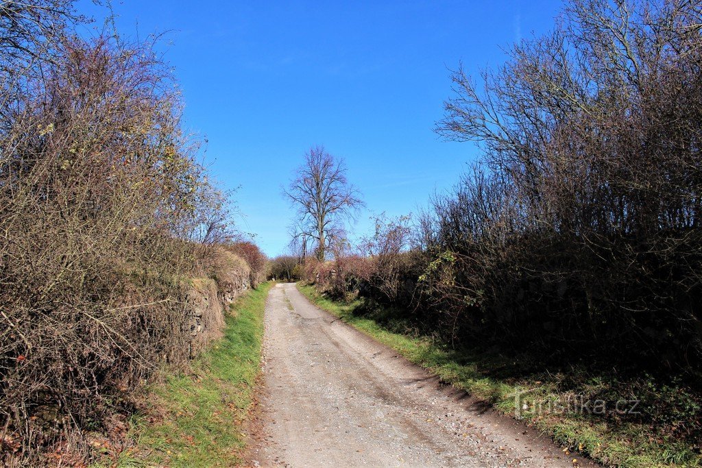 Topo de Štěpán, tília acima da estrada