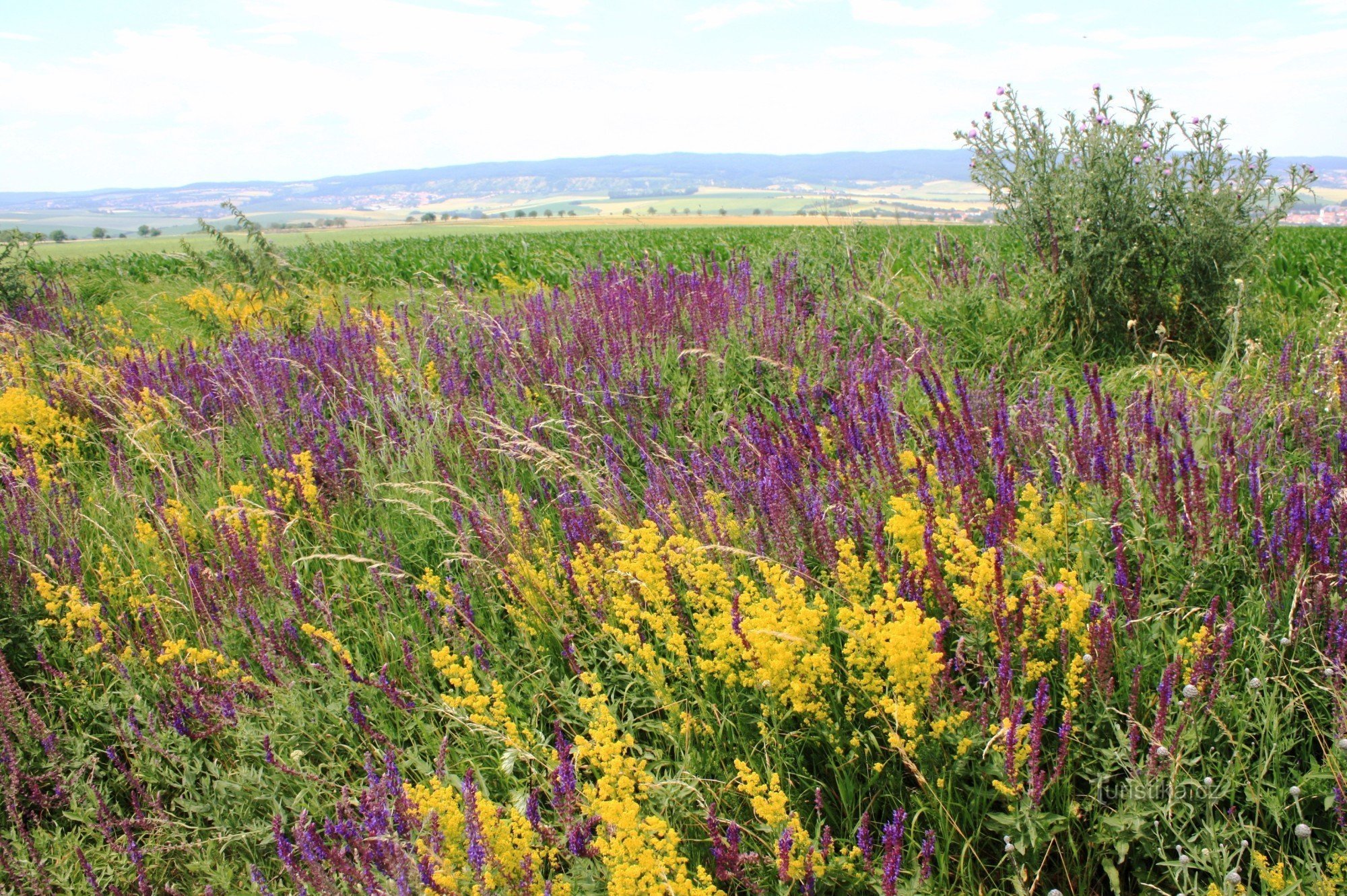 Steppe blomstrer ind imellem under toppen