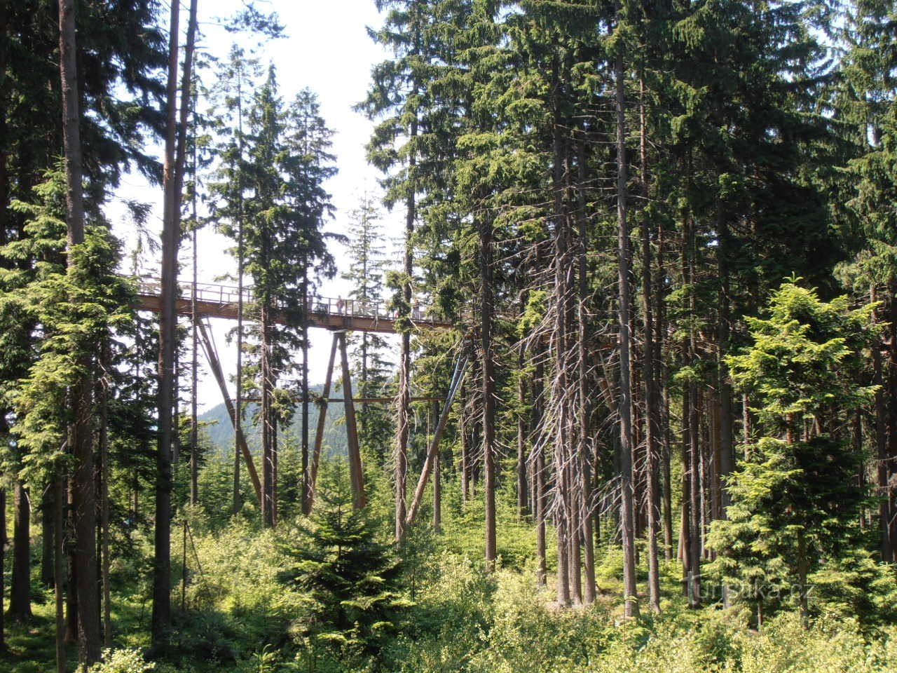 Der Weg durch die Baumwipfel von Lipno