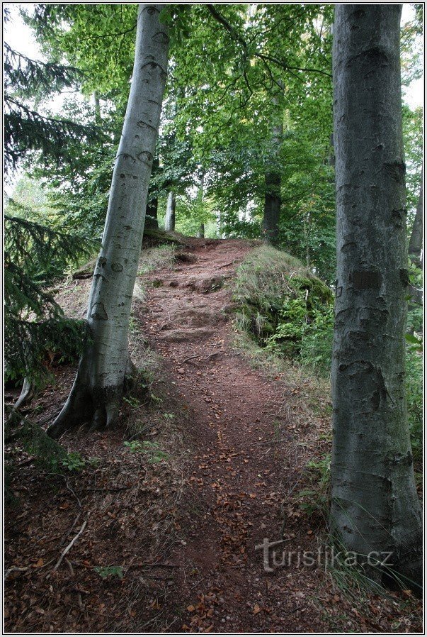 Trail in Kozinc