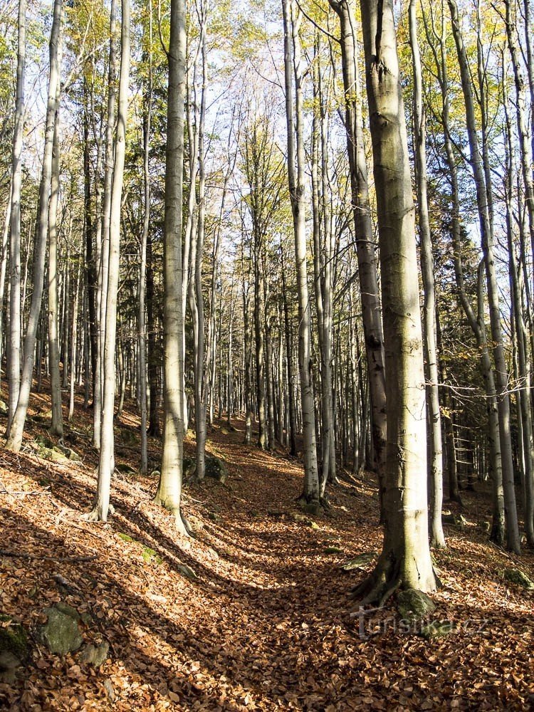 Ein Pfad im Wald unterhalb von Studniční vrch