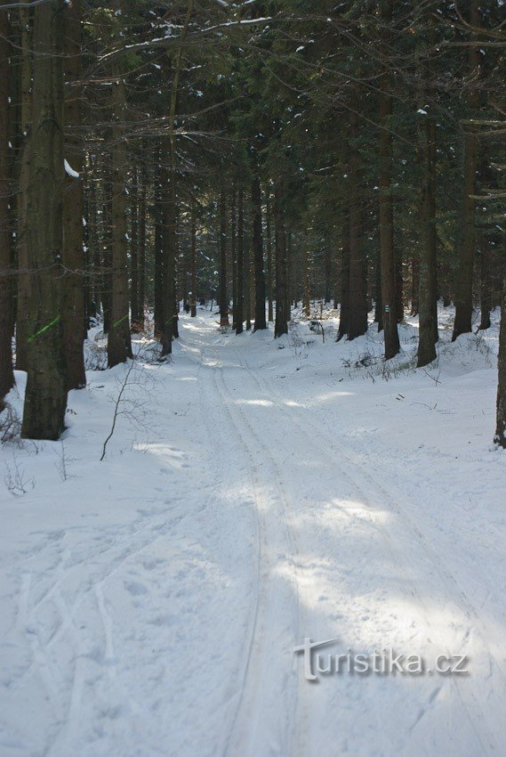 Empreinte dans la forêt