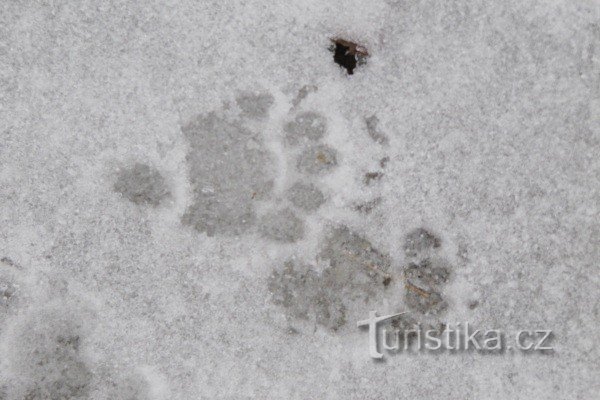 Spuren im Schnee - vielleicht ein Dachs?