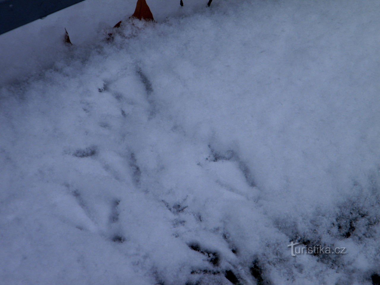 footprints in the snow