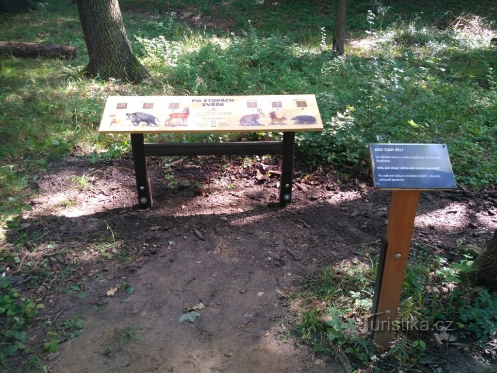 Animal tracks, Photo (c) Czech Association of Nature Protectors