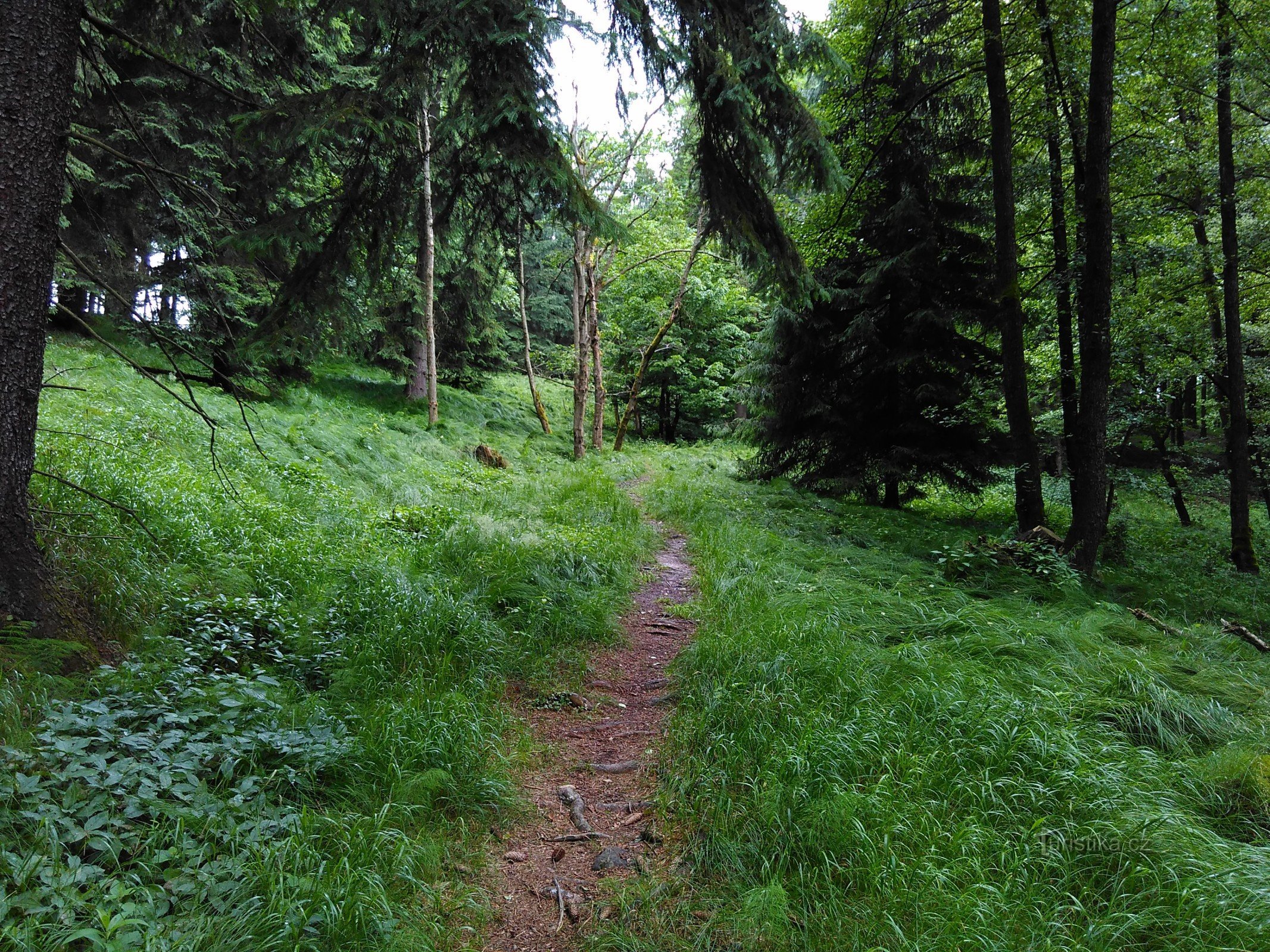 we climb the slope of Kamenné vrch