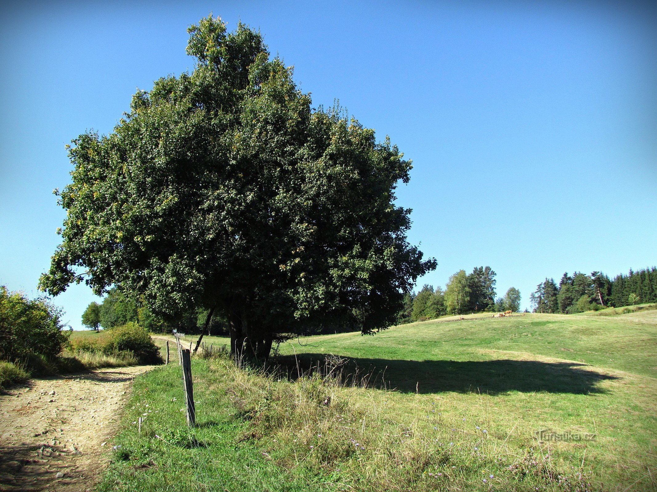 Aufstieg bis zur Wegkreuzung unter Široká