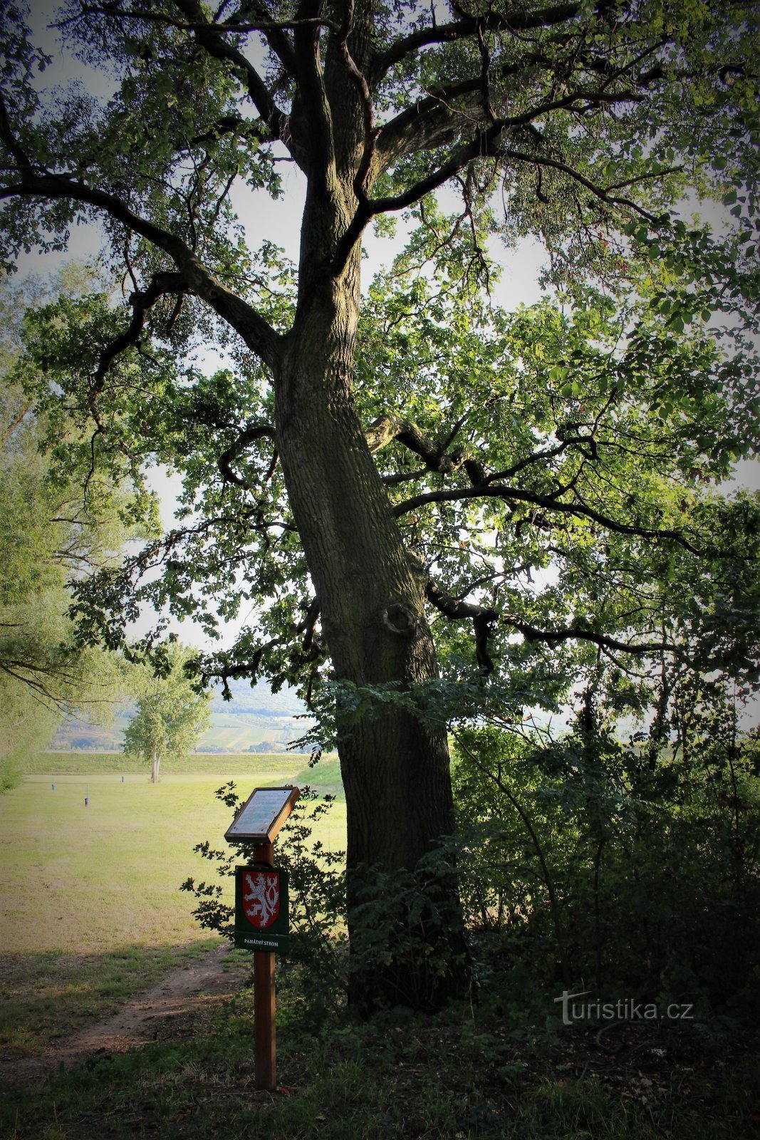 Strachotín - Strachotín oak