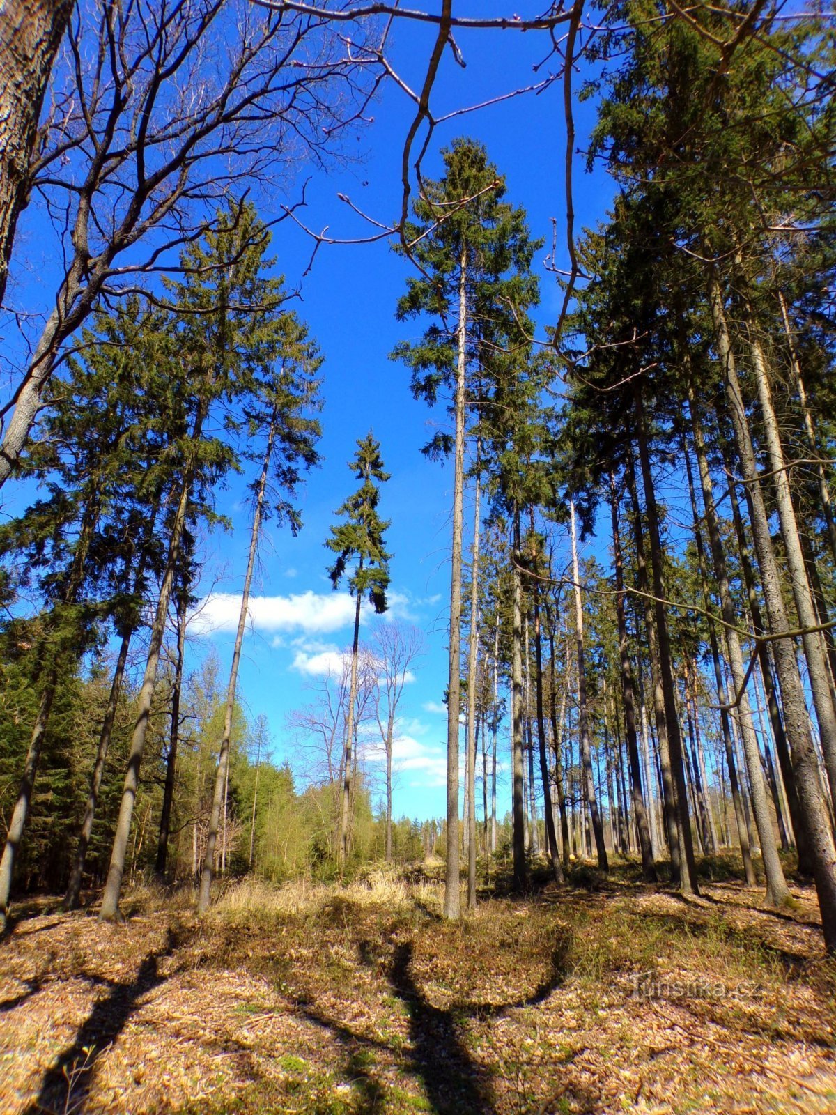 Bosque de Stračov (Stračov, 17.4.2022/XNUMX/XNUMX)