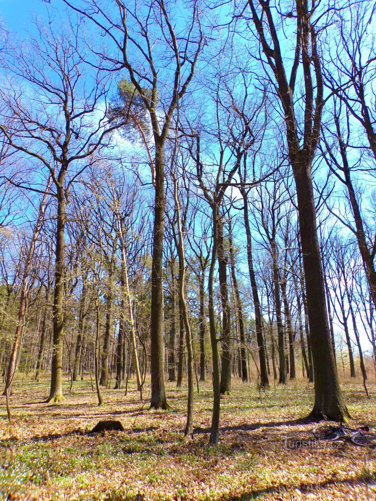 Foresta di Stračov (Stračov, 17.4.2022)