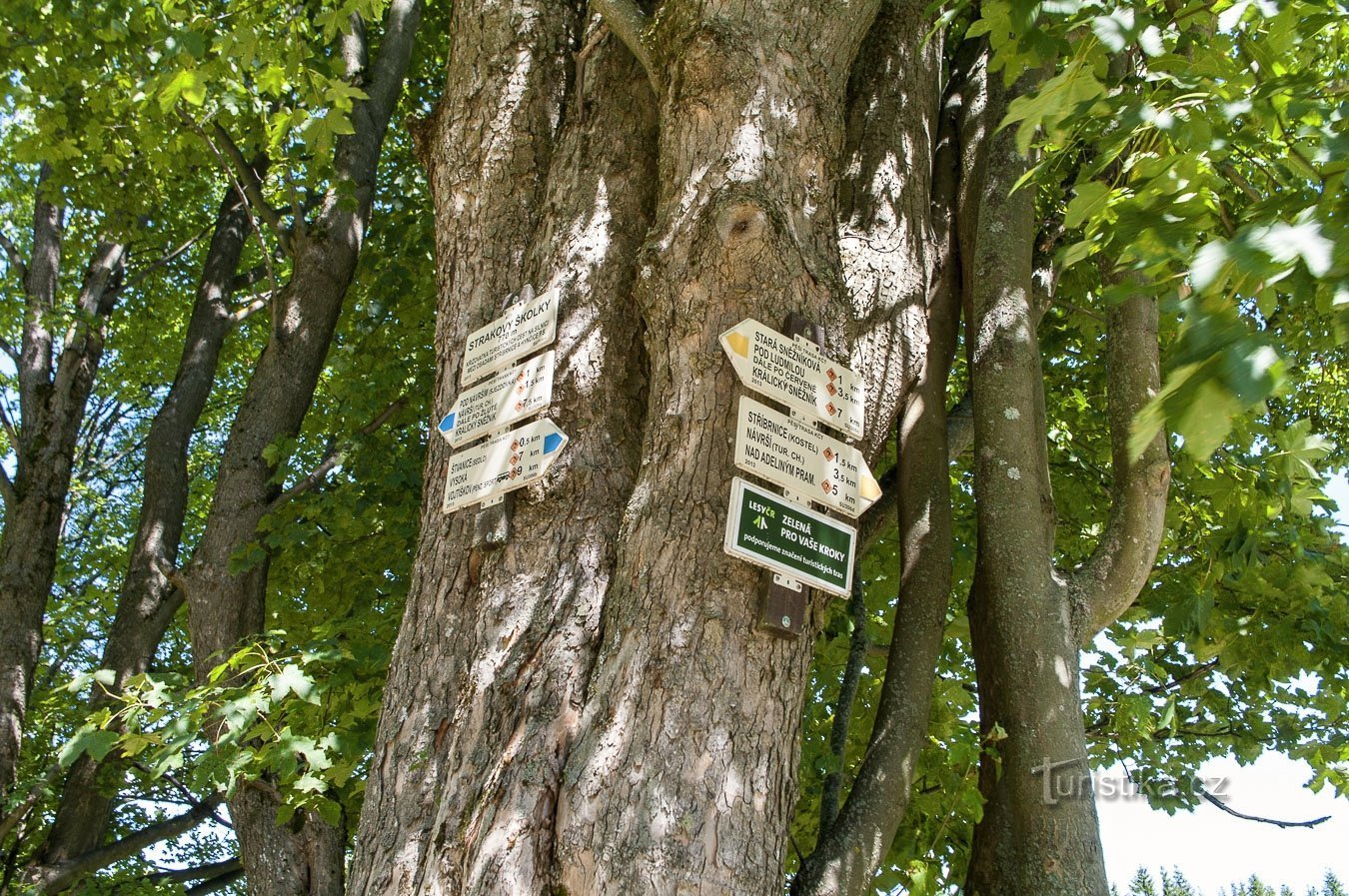 Jardins d'enfants de pie