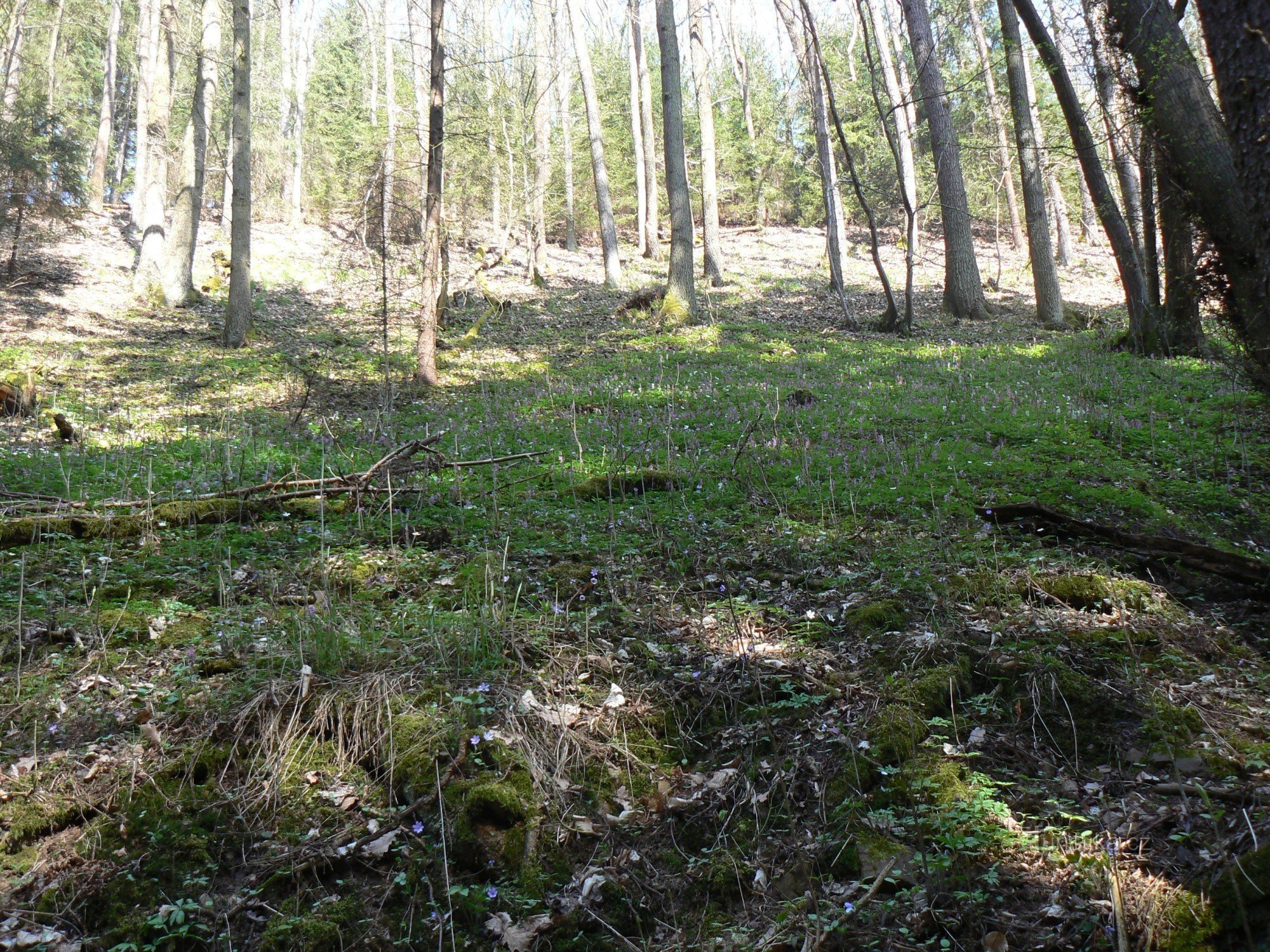 Сторона в Killing Ravine